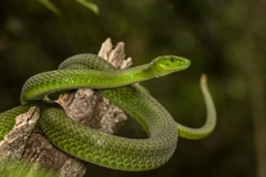 Dendroaspis angusticeps