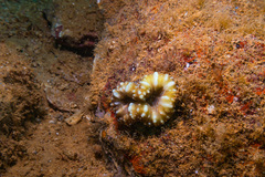 Acanthastrea pachysepta