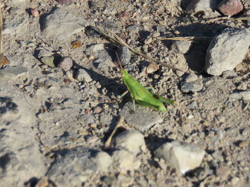 Plerisca