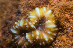 Acanthastrea pachysepta