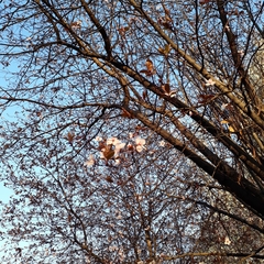 Prunus
