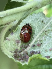 Harmonia axyridis