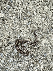 Vipera dinniki