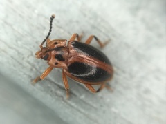 Epipocus cinctus