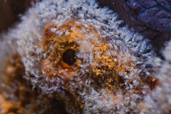 Entoprocta