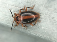 Epipocus cinctus