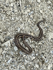 Vipera dinniki