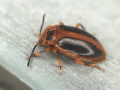 Epipocus cinctus