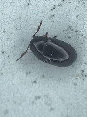 Calymmaderus nitidus