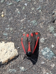 Tyria jacobaeae