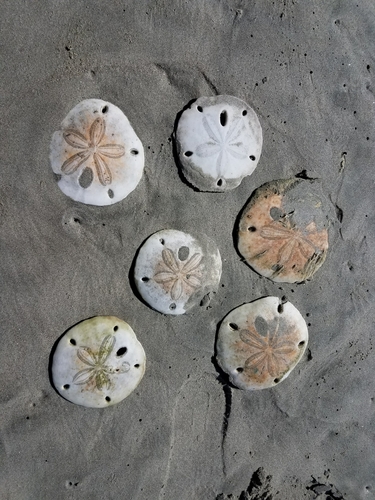 Encope micropora