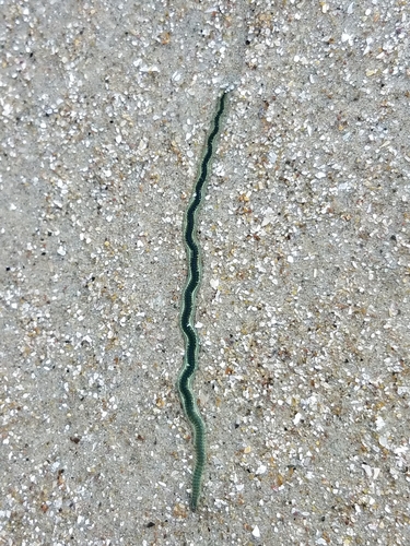 Phyllodoce tuberculosa