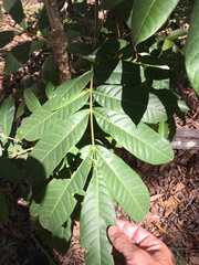 Flindersia schottiana