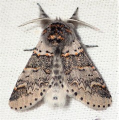 Furcula occidentalis