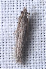 Holocola melanographa