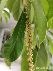 Terminalia calamansanai