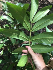 Flindersia schottiana