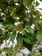 Terminalia calamansanai