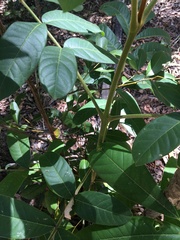 Flindersia schottiana