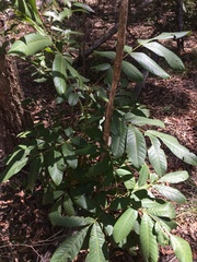 Flindersia schottiana