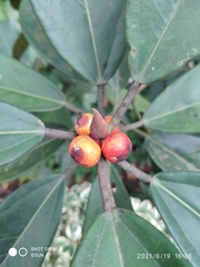Ficus crassiramea