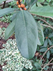 Ficus crassiramea