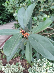 Ficus crassiramea
