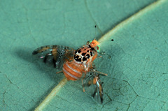 Ceratitis caetrata
