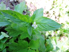 Epilobium roseum