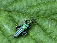Oedemera nobilis