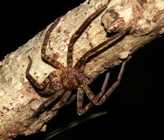 Heteropoda longipes