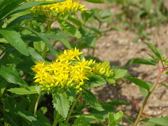 Phedimus kamtschaticus