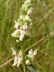 Stachys recta recta