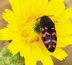 Acmaeodera pulchra