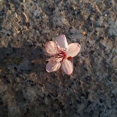Prunus
