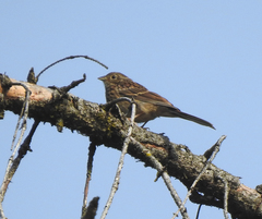 Emberizidae