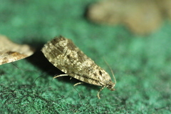 Pseudohermenias abietana