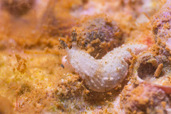 Dermatobranchus tuberculatus