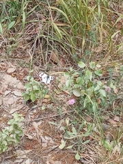 Melanargia lachesis