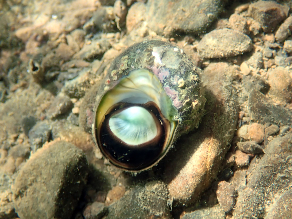 Cat's Eye Snail from Marlborough, New Zealand on January 16, 2021 at 03