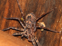 Heteropoda longipes
