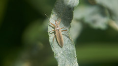 Nabis stenoferus