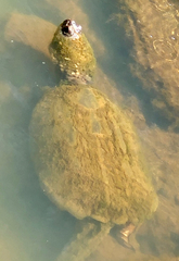 Chelydra serpentina