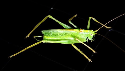 Oak Bush-cricket