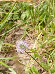 Globularia bisnagarica