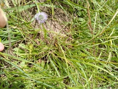 Globularia bisnagarica