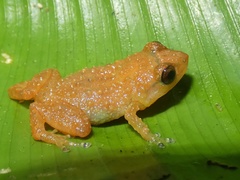 Diasporus