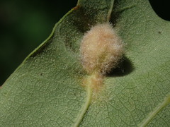 Macrodiplosis niveipila