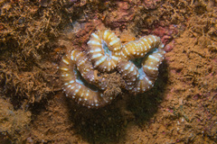 Acanthastrea pachysepta