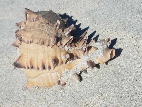 Muricanthus nigritus